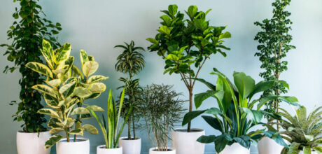 Guia Para Começar a Ter Plantas em Casa